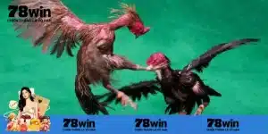 Các loại hình đá gà trực tiếp hội viên cần biết