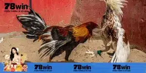 Giới thiệu một số điểm trực tiếp đá gà Campuchia